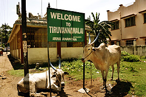 Foto de Tiruvanamalai Foto de Tiruvanamalai